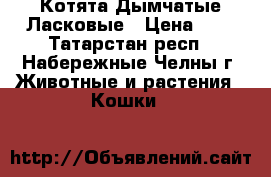 Котята Дымчатые Ласковые › Цена ­ 1 - Татарстан респ., Набережные Челны г. Животные и растения » Кошки   